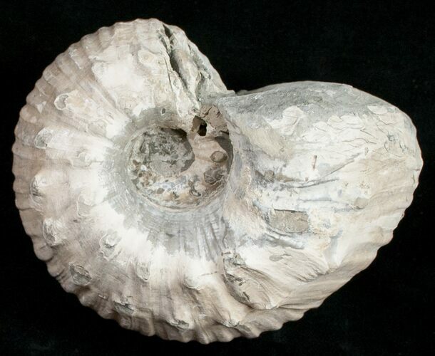 Liparoceras Ammonite - Very D #10699